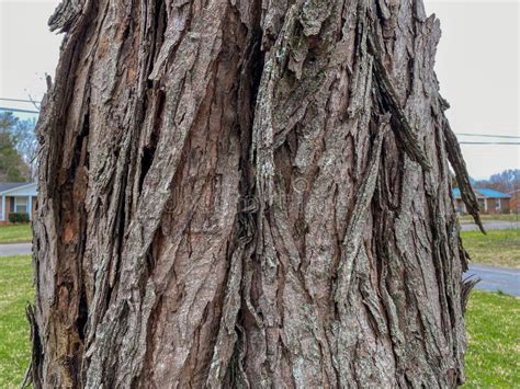 Tree Identification: Silver Maple. Acer Saccharinum Stock Image - Image ...