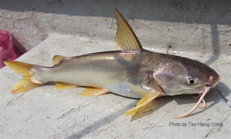 Saltwater Catfish Species