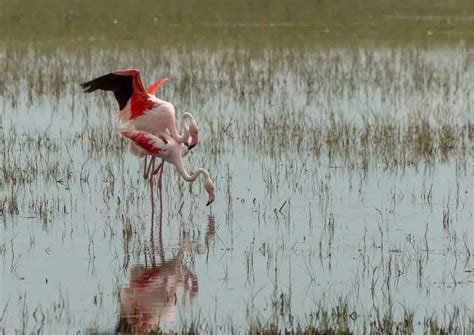 Facts about Flamingo - AnimalBehaviorCorner