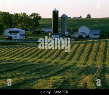 Alfalfa On Swath On Dairy Farm Pennsylvania Stock Photo Alamy