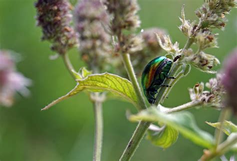 Dead Nettle Leaf Beetle Project Noah