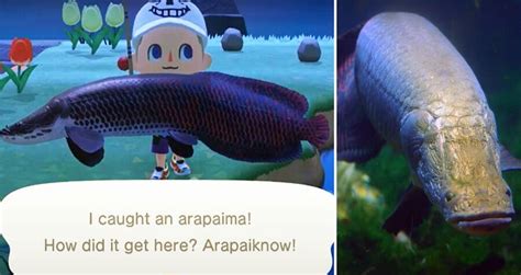 How The Arapaima Fish Has Survived For 23 Million Years