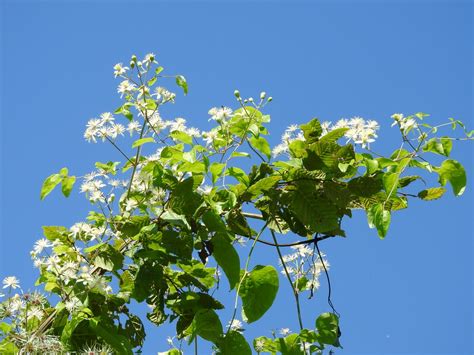 Gewöhnliche Waldrebe | Gewöhnliche Waldrebe (Clematis vitalb… | Flickr