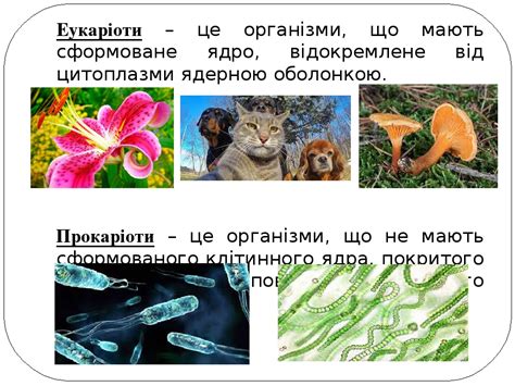 Презентація "Ядро клітини"