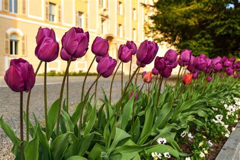 Violet Tulips Growing in Front of Building Stock Image - Image of outdoor, flower: 134914887