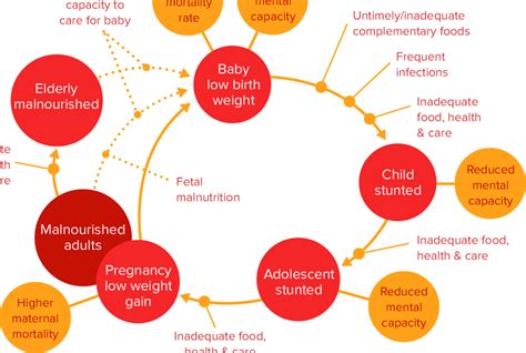 The Intergenerational Cycle Of Malnutrition Adapted From Accscn 2000