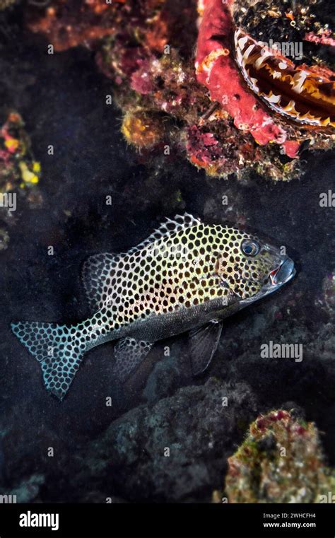 Blackspotted Rubberlip Plectorhinchus Gaterinus And Spiny Oyster