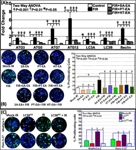 Seaweed Polyphenols Exerts Autophagy Dependent Anti Tumor Activity And