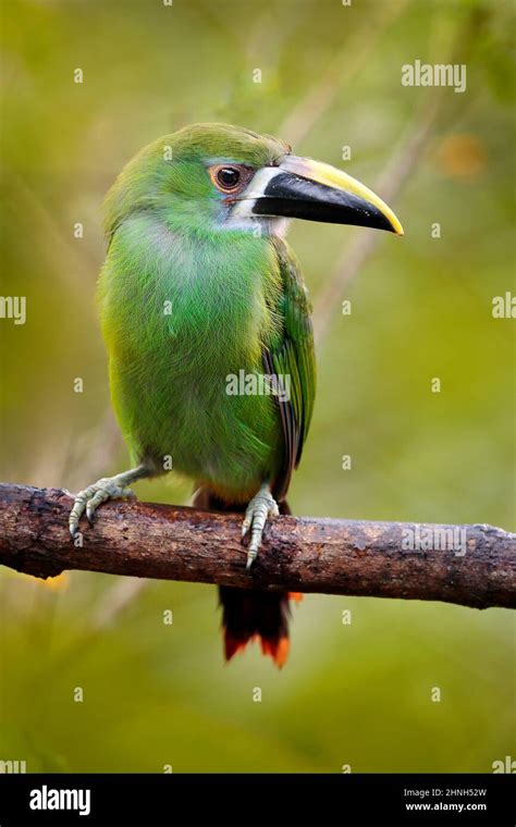 Blue Throated Toucanet Aulacorhynchus Prasinus Green Toucan In The