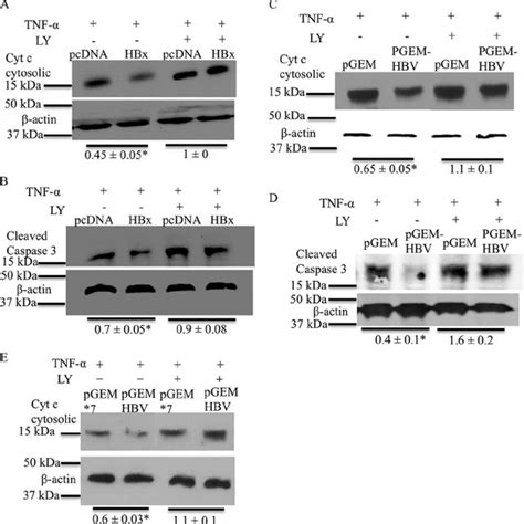 Akt Pi K Signaling Reduces Hbv Replication And Hbv Mrna Levels A