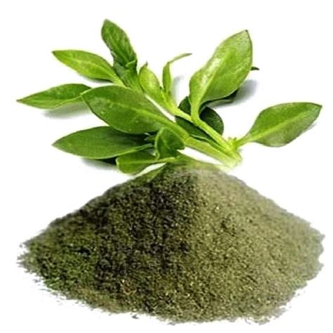 Andrographis Paniculata Kalmegh Extract Powder At Rs Kg Extract