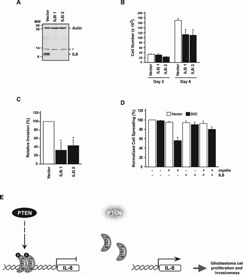 Il Promotes Glioblastoma Cell Proliferation Invasiveness And