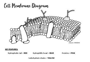 Cell Membrane Colouring-In Activity by Miss Boss Science | TpT