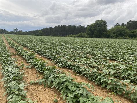 Crisp County Sheriff's... - Crisp County Sheriff's Office