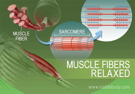 Muscle Contractions Learn Muscular Anatomy