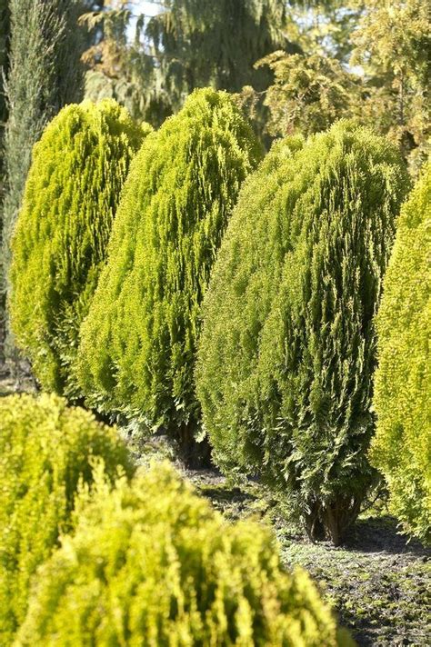 Thuja Orientalis Aurea Nana Platycladus LARGE