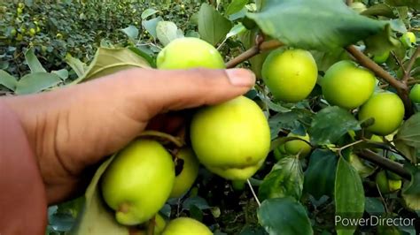 Thai Apple Ber Plants Best Quality Indian Successful Youtube