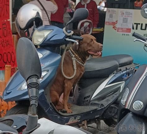 高雄婦人牽繩遛狗遭路邊惡犬襲擊 婦肉身護愛犬慘遭咬傷