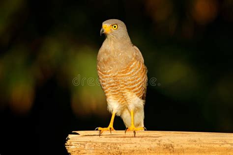 Halcón Del Borde De La Carretera Magnirostris De Rupornis Pájaro Joven En El árbol Pantanal