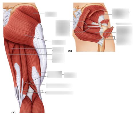 Hip And Thigh Posterior Diagram Quizlet