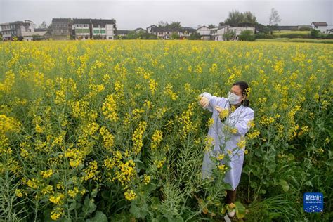 不一样的油菜花财经中国网