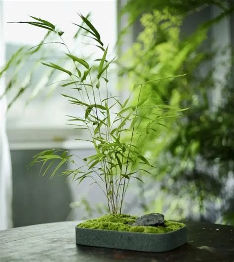 The Chinese Bamboo Tree Natures Ultimate Test Of Patience