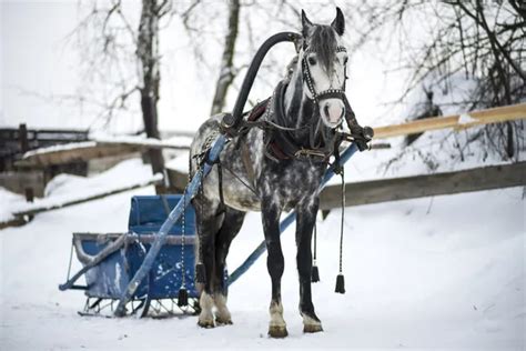 Horse-drawn sleigh — Stock Photo © zabara123 #37182841