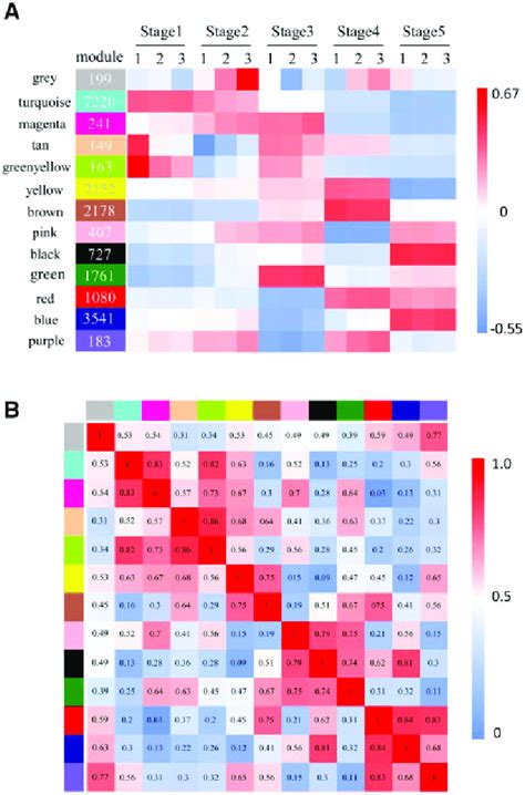 Wgcna A Module Stage Association The Number Of Genes In Each Module