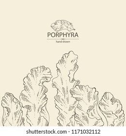 Porphyra Porphyra Seaweed Red Algae Edible Stock Vector (Royalty Free) 1171032112 | Shutterstock