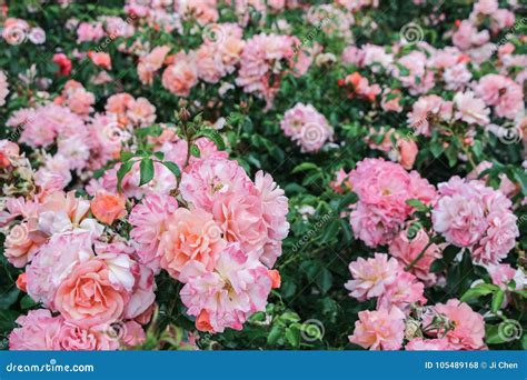 Arbusto Cor De Rosa Cor De Rosa No Jardim Foto De Stock Imagem De