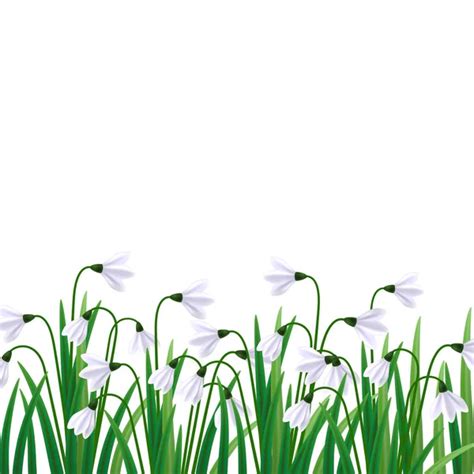 March Snowdrops Vector Art Stock Images Depositphotos