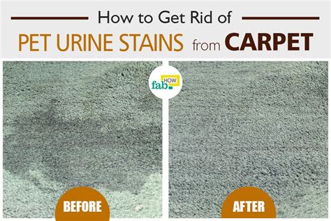 How to Remove Pet Urine Stains from Carpet with Baking Soda