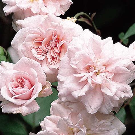 Cecile Brunner Climbing Polyantha Shrub Roses Rose White Roses