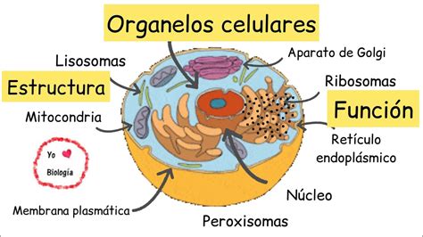 Organelos celulares estructura y función BiologiayEcologia