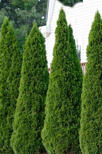 Buy The Best Narrow & Columnar Evergreen Trees For Sale Online With ...