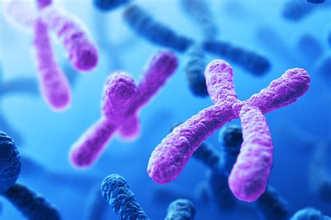 First Complete Autosome Sequenced Chromosome 8 Assembly Fills In Gaps