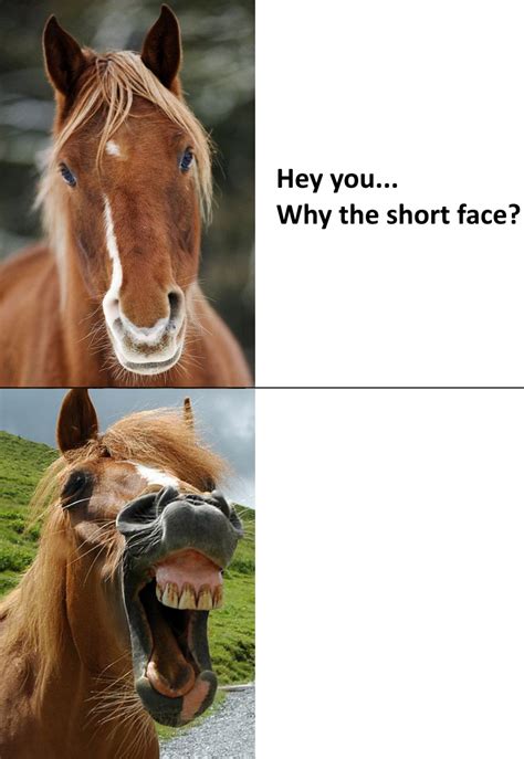 Horse humor... : r/memes