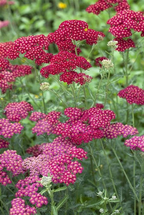 Pflanzen F R Dich Schafgarbe Red Velvet Achillea Millefolium Red Velvet