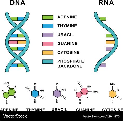 Deoxyribonucleic Acid And Ribonucleic Acid Vector Image