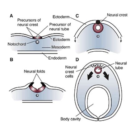 Notochord