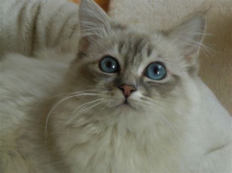 Avoir un chat Sacré de Birmanie blue point tabby Burma Feline