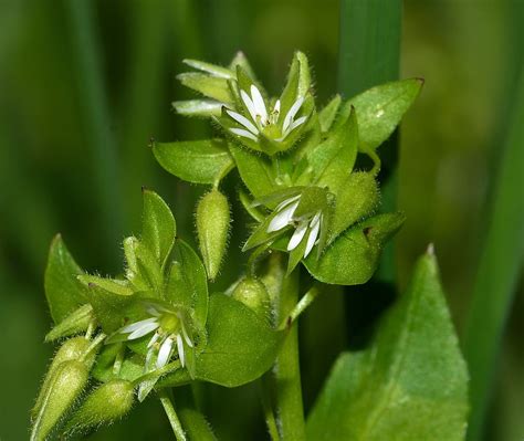 Hd Wallpaper Nature Stellaria Average Flower Green Color Leaf