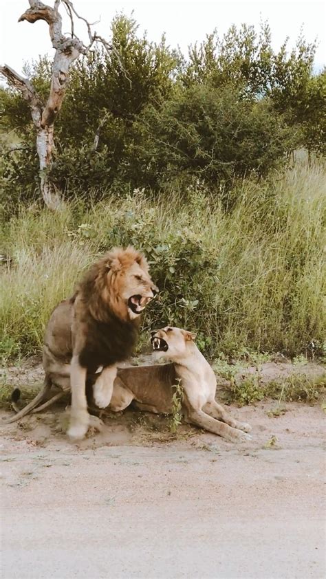 Видео Lions Kruger National Park Милые животные Животные Львы в