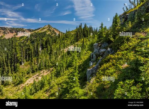 Subalpine Forest Along The Combined Pacific Crest Trail And Naches Peak