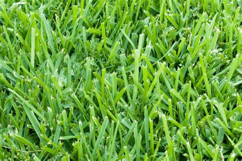 St Augustine Vs Zoysia Your Ultimate Grass Showdown Guide