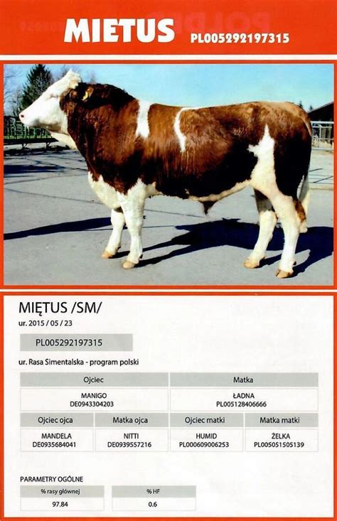 Simmental Goldselect Hayvancılık