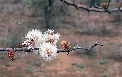 Acacia Mellifera Black Thorn Plantinfo