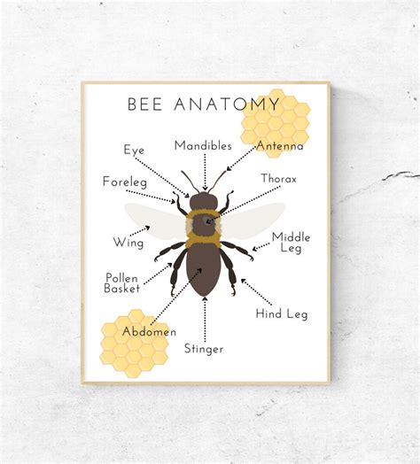 Bee Anatomy Poster Educational Prints Educational Poster Etsy