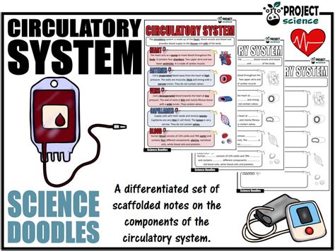 Circulatory System Science Doodles | Teaching Resources