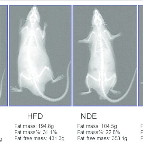 Whole Body Image Of A Wistar Rat Analyzed With The Hologic In Groups